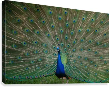 Peacock  Canvas Print