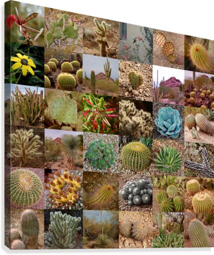 Cactus 36  Canvas Print