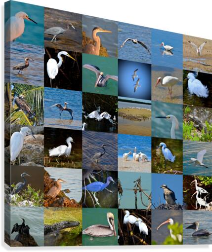 Florida 36 Canvas Print