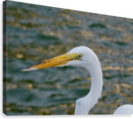 Bird 17 Canvas Print