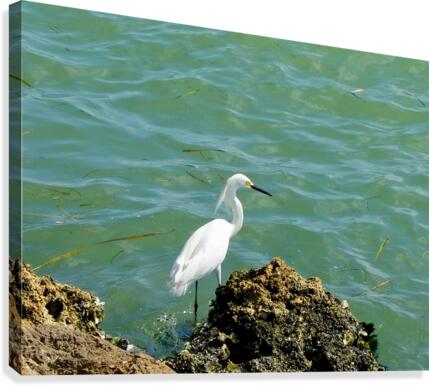 Bird 16 Canvas Print