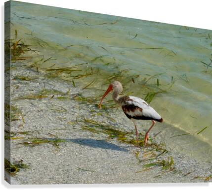 Bird 15 Canvas Print