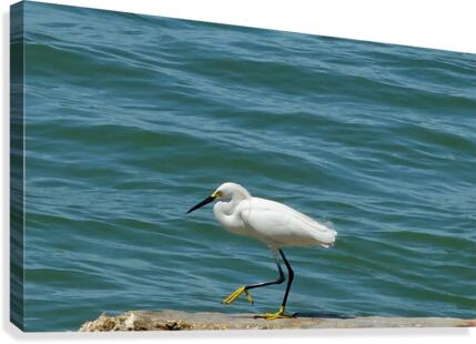 Bird 14 Canvas Print