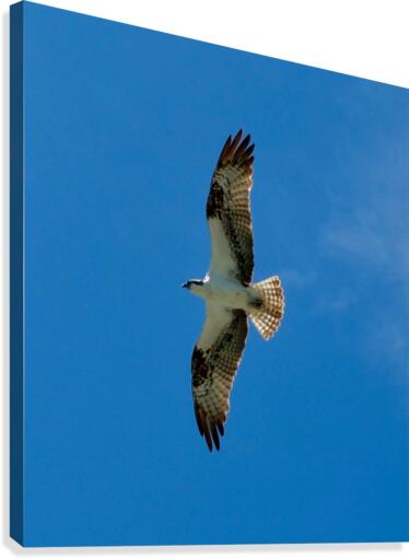 Bird 13 Canvas Print