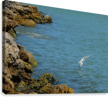 Bird 12 Canvas Print