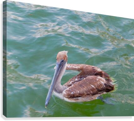 Bird 11 Canvas Print