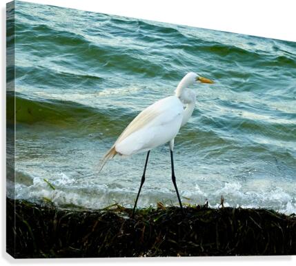 Bird 10 Canvas Print