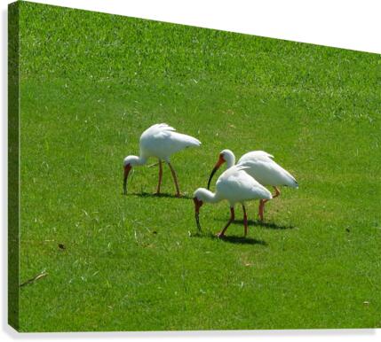 Bird 9 Canvas Print