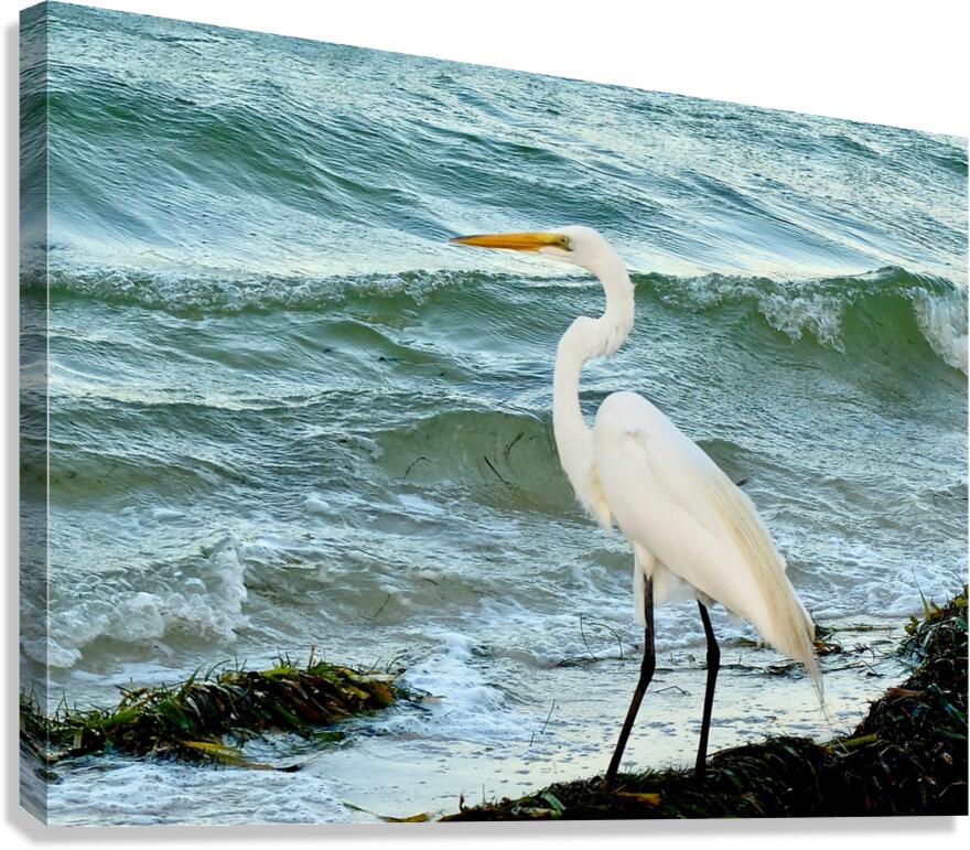 Bird 7 Canvas Print