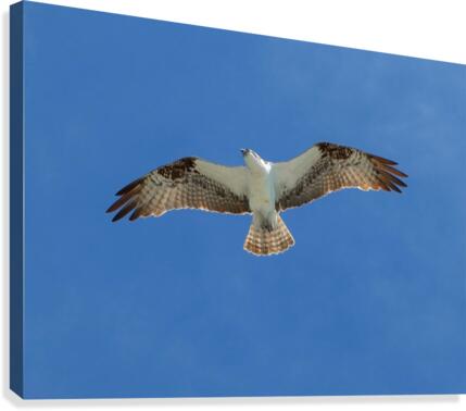Bird 6 Canvas Print