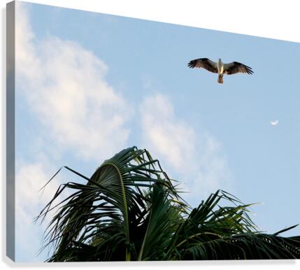 Bird 5 Canvas Print