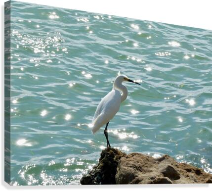 Bird 4 Canvas Print