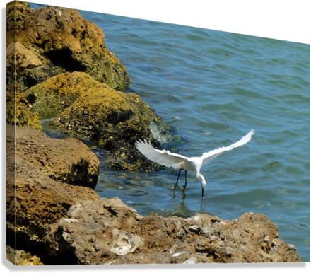 Bird 3 Canvas Print