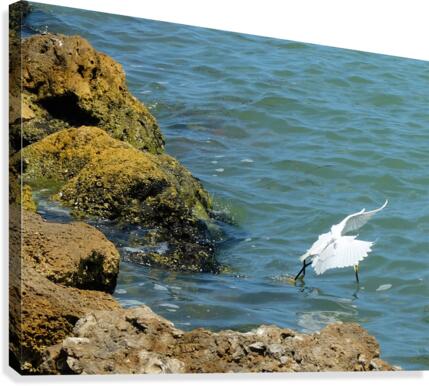 Bird 2 Canvas Print