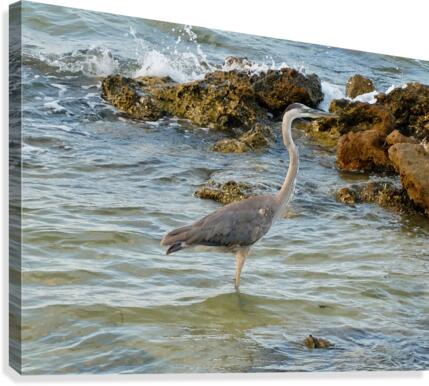 Bird  1  Canvas Print