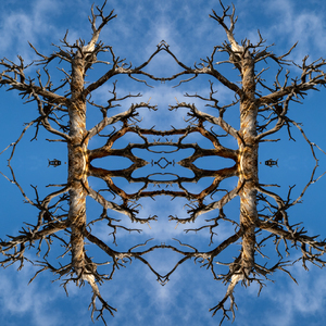 Forced Symmetry Tree