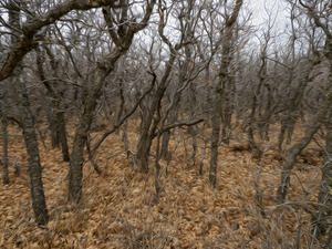 brambles