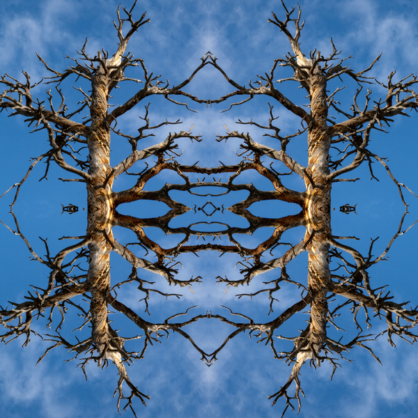Forced Symmetry Tree by Baumann Gallery