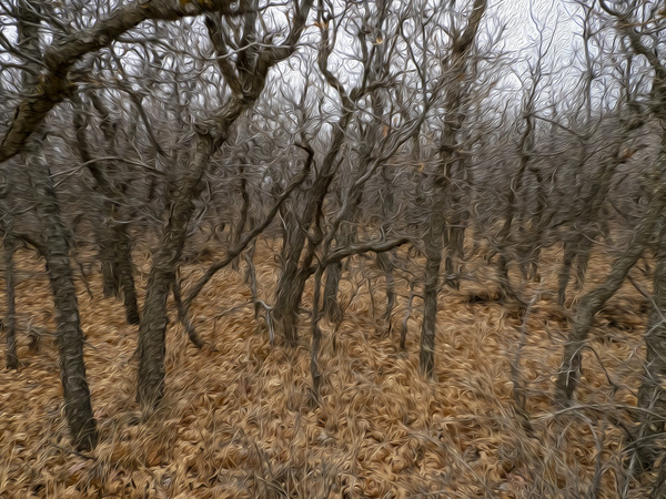 brambles Print