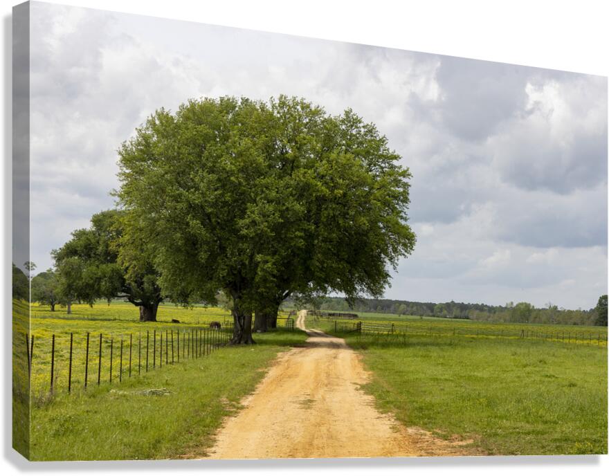 Run Forrest Canvas Print