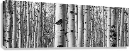 Aspen Canvas Print