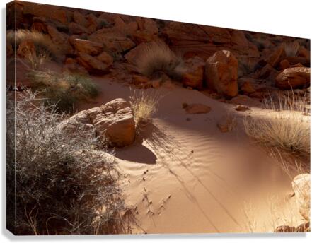Soft Sand Canvas Print