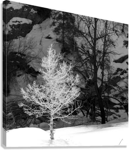 A Bright Sapling Canvas Print