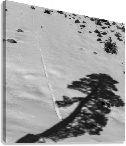 Shadow and Stone Canvas Print