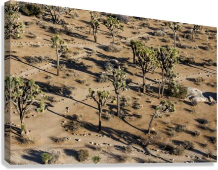 Joshua Tree Paths Canvas Print