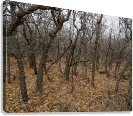 brambles Canvas Print