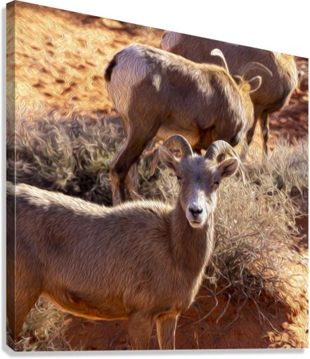 goat Canvas Print