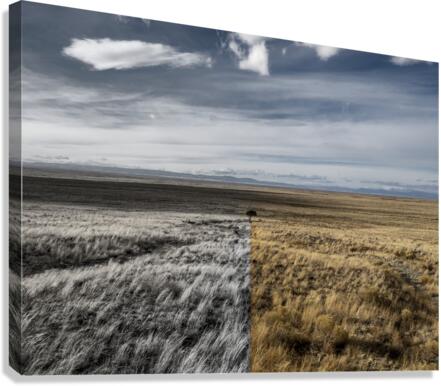 Fade to Gray Canvas Print