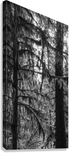 Stand Tall Canvas Print