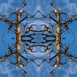 Forced Symmetry Tree
