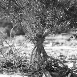Roots and Branches