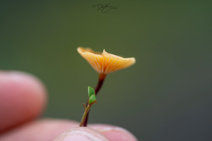 Radiant Sunbeams: Vancouver Islands Enchanting Tree Canopy