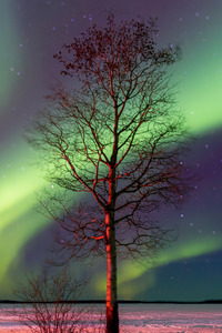 Winters Embrace: A Lone Tree Amidst Pinehouse Lakes Tranquility Capturing the Aurora Borealis