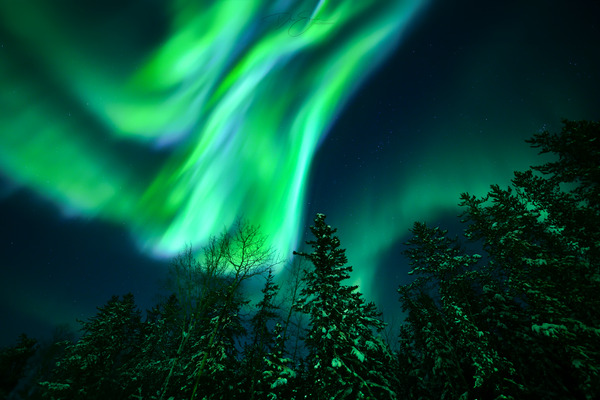 Natures Dazzling Display: Northern Lights Bursting Over Boreal Forest by Dre Erwin Photography