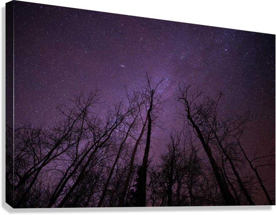 Winters Canopy: Stellar Skies Above Pinehouse Lakes Forest Canvas Print
