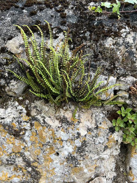 Secret Gardens of Chateau Avensac - Maidenhair spleenwort Asplenium Trichomanes - Artist Garry Tosti by Chateau Avensac