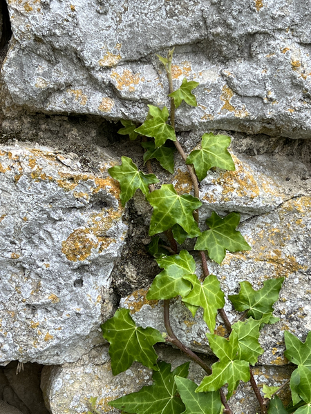 Secret Gardens of Chateau Avensac - English Ivy Hedera Helix - Artist Garry Tosti by Chateau Avensac