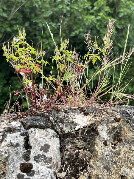 Secret Gardens of Chateau Avensac - Herb Robert Geranium Geranium Robertianum - Artist Garry Tosti by Chateau Avensac