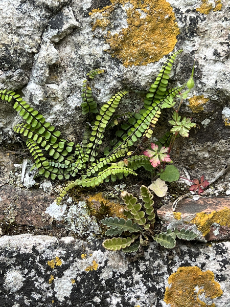 Secret Gardens of Chateau Avensac - Maidenhair spleenwort deuxieme Asplenium Trichomanes - Artist Garry Tosti by Chateau Avensac