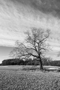 Appleton Tree 2