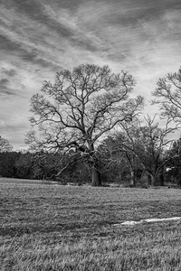 Appleton Tree 1
