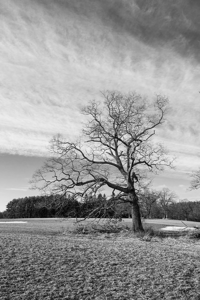 Appleton Tree 2 by Jonathan Ralton