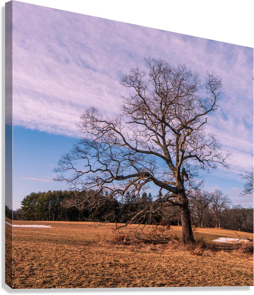 Appleton Tree 2 Canvas Print