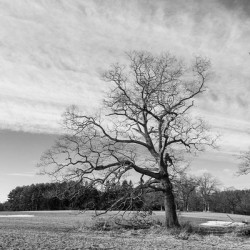 Appleton Tree 2
