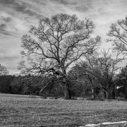 Appleton Tree 1