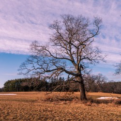 Appleton Tree 2